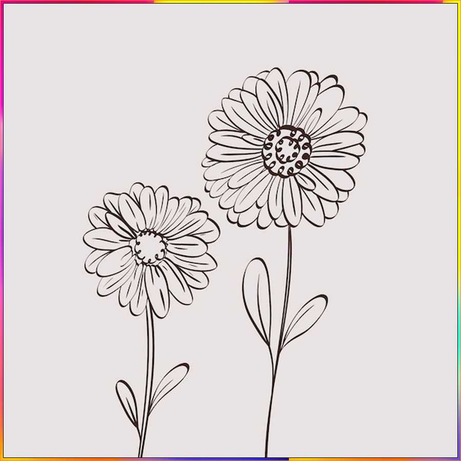 drawing aster flower