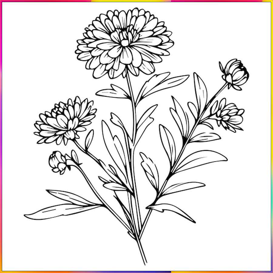 simple aster flower drawing