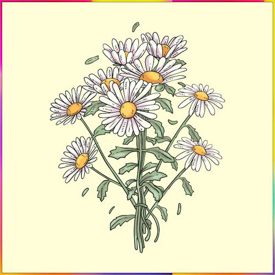 drawings of asters