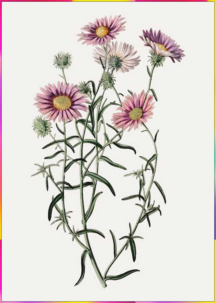 aster flower drawings