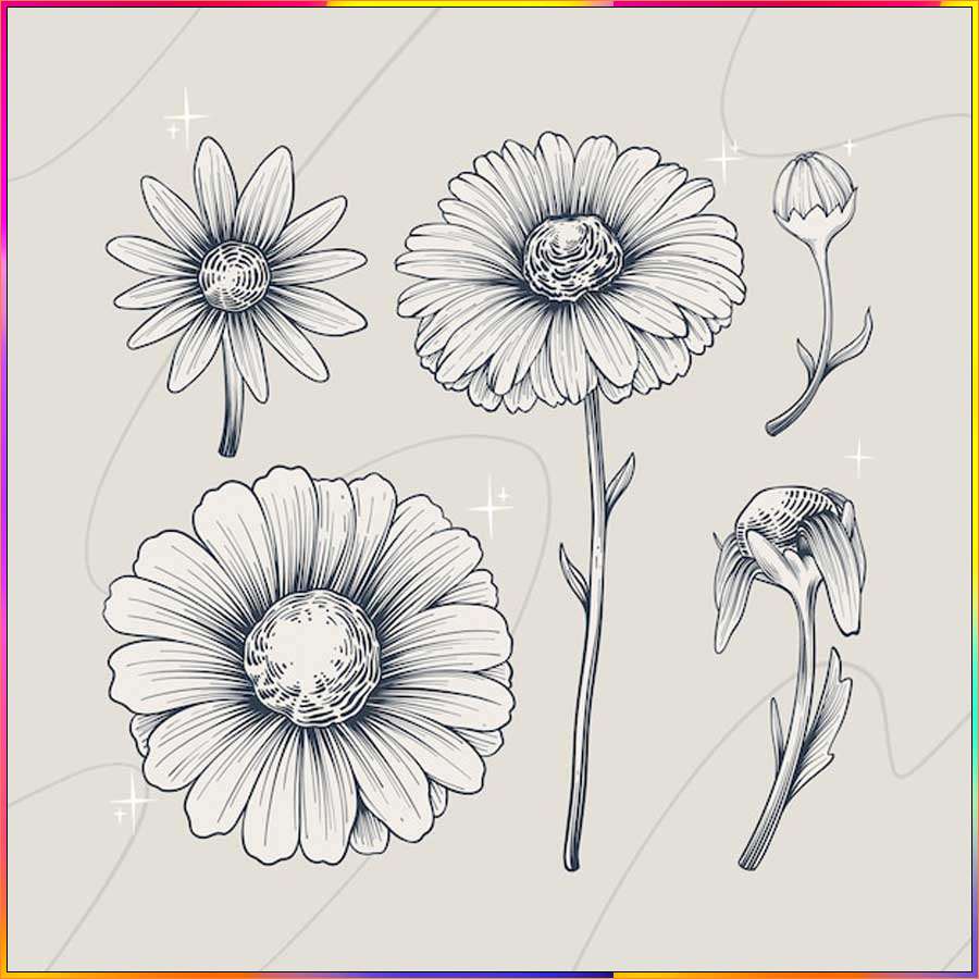 aster line drawing
