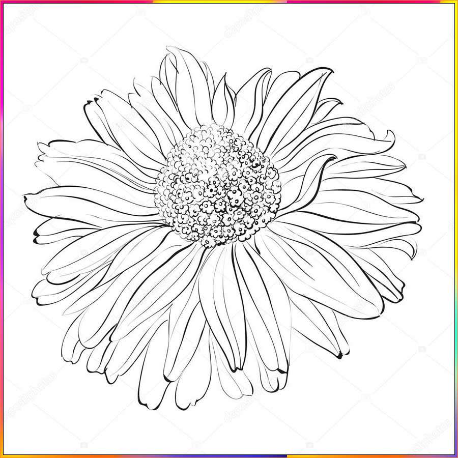 aster flower images drawing