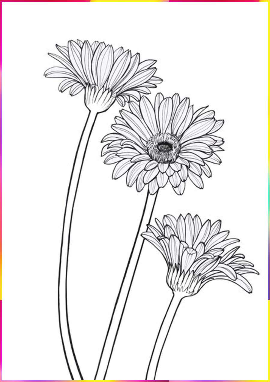 drawing of aster flower