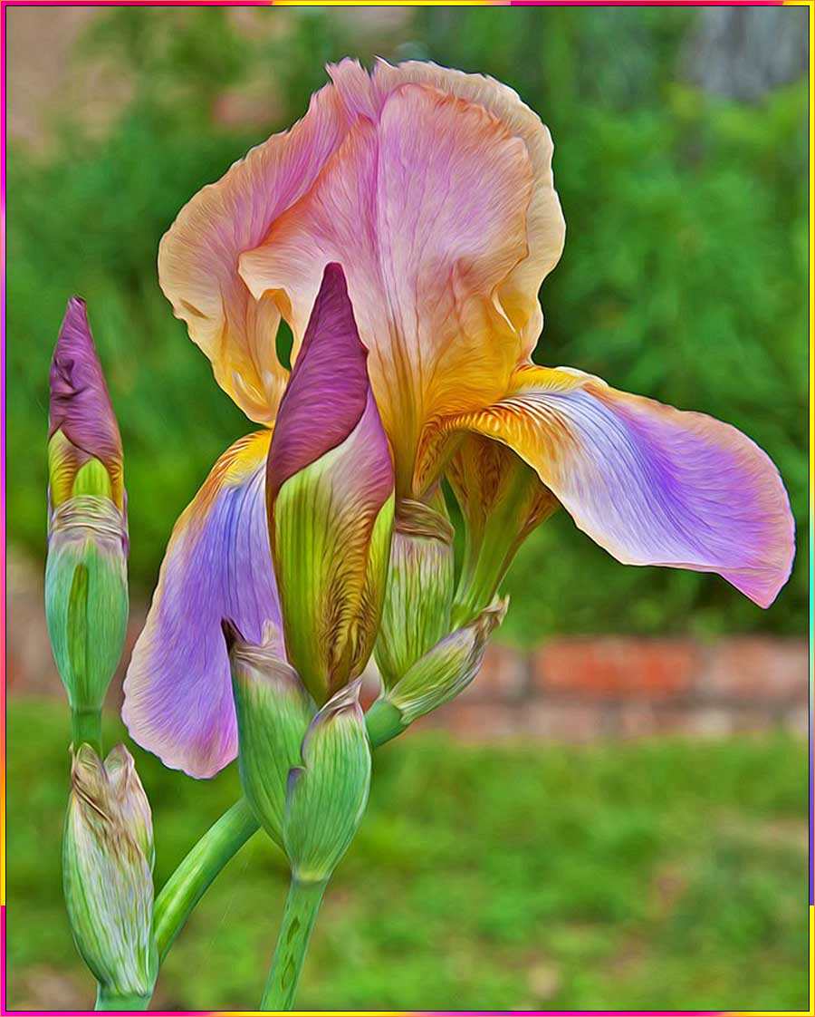 easy iris flower drawing