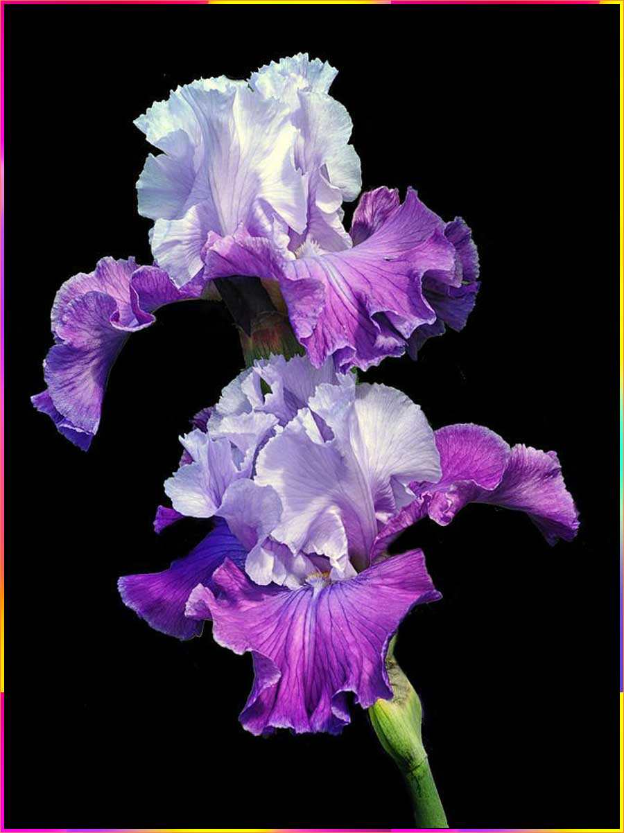 iris flower drawing step by step