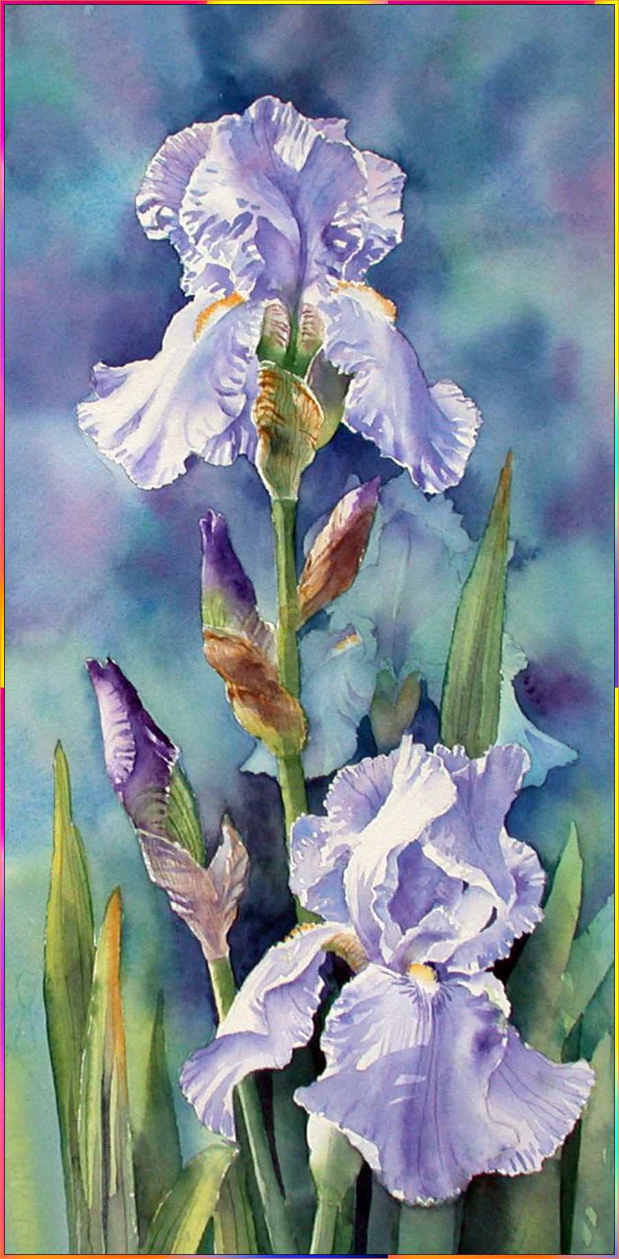 simple iris flower drawing