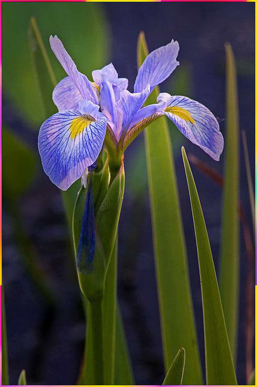 iris flower drawings
