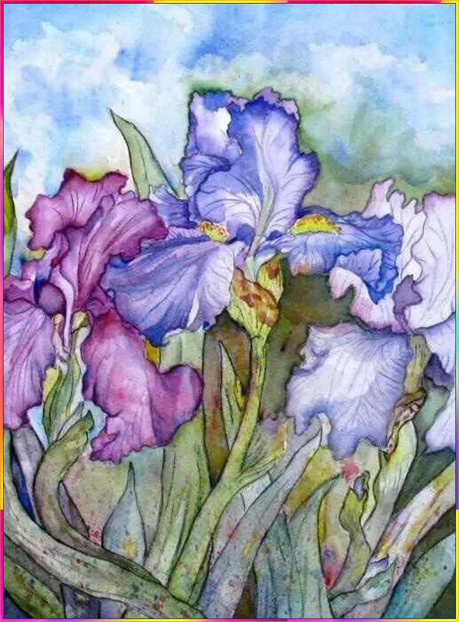 iris drawings