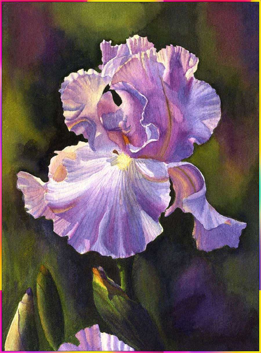 iris flower drawing