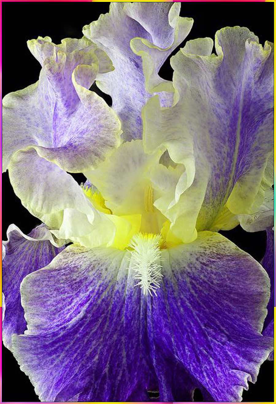 draw an iris flower