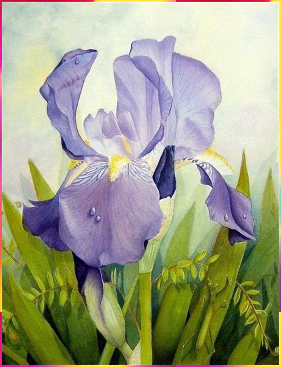 iris drawings