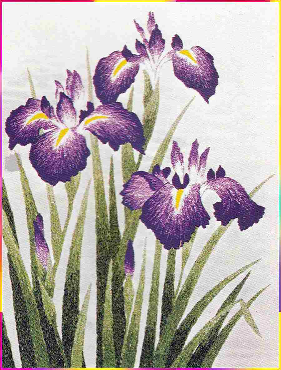 drawing iris flower