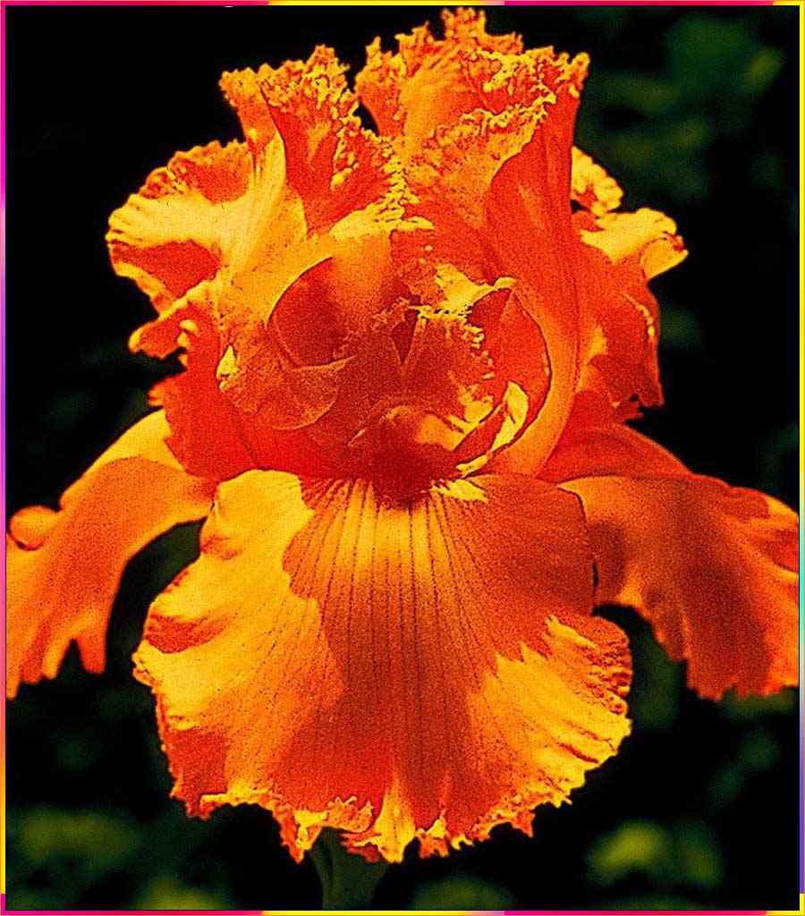 drawings of iris flowers