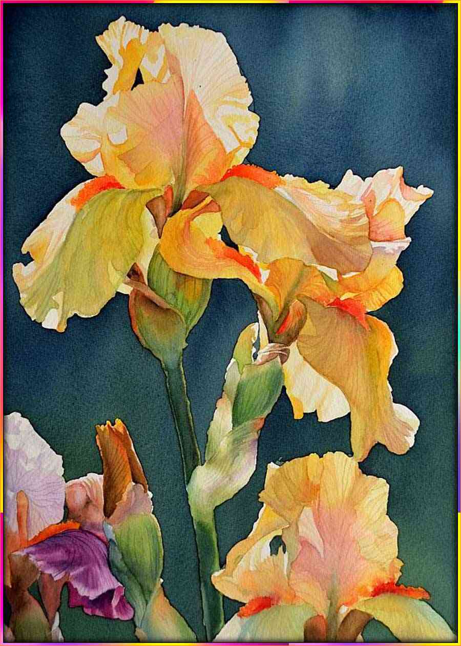 drawing of an iris