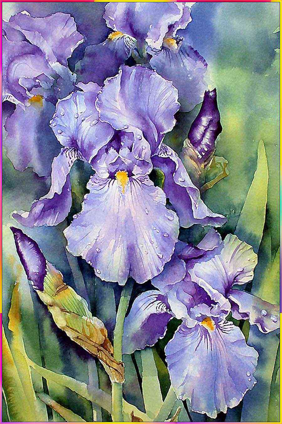 realistic iris flower drawing