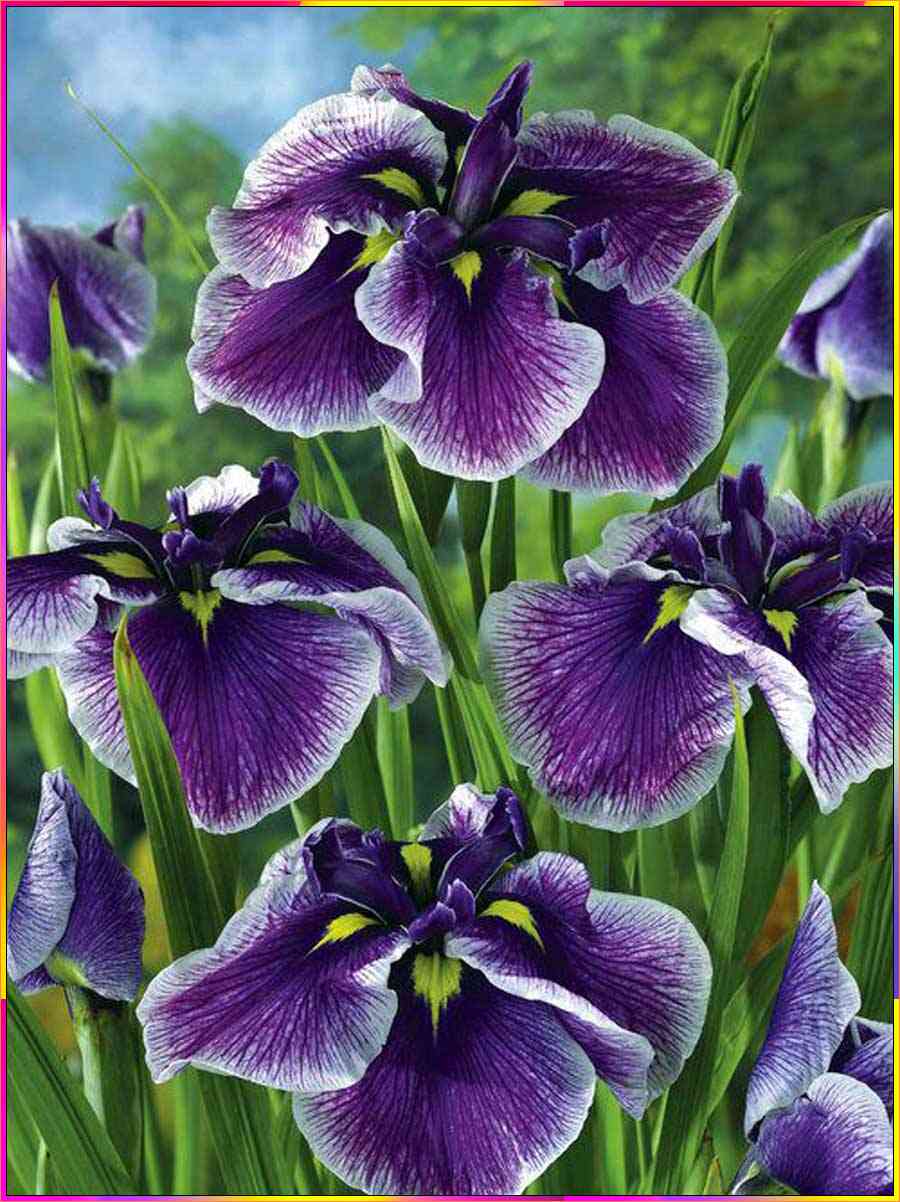 iris flower drawing images