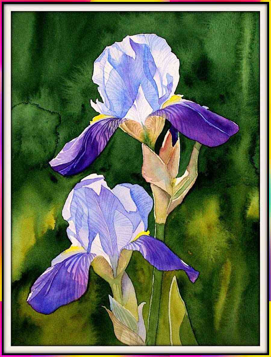 iris flower drawings