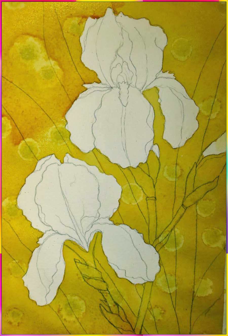 iris flower simple drawing