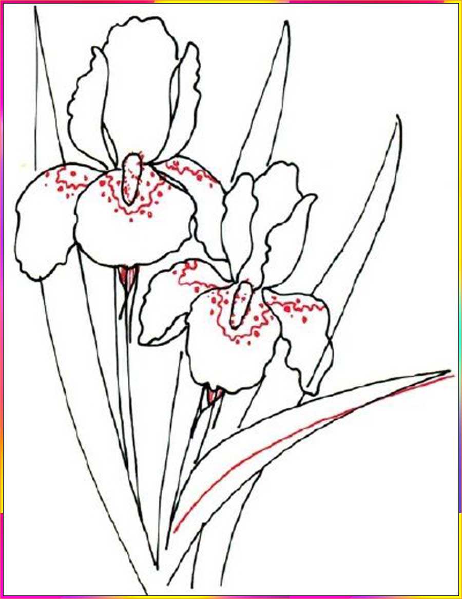 draw iris flower step step