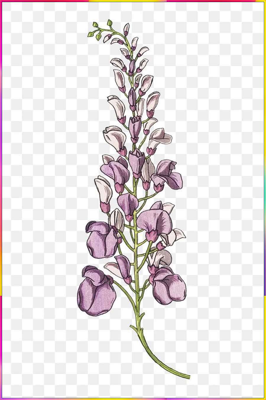 wisteria drawing easy