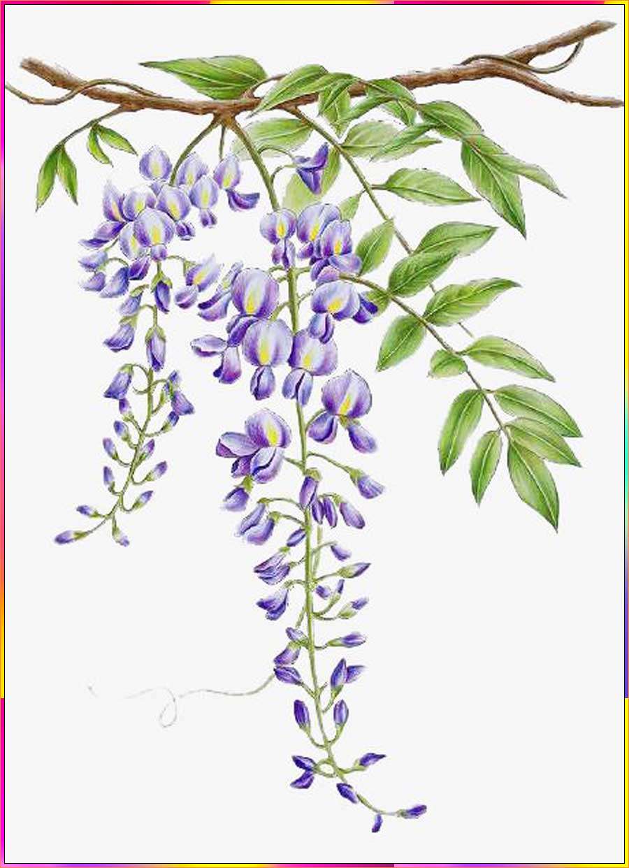 wisteria drawings