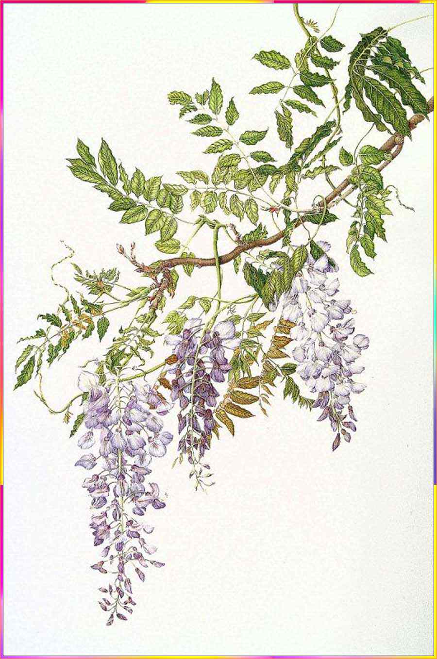 drawing wisteria