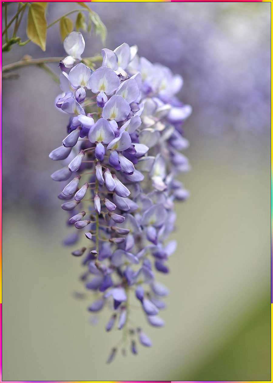 drawings of wisteria
