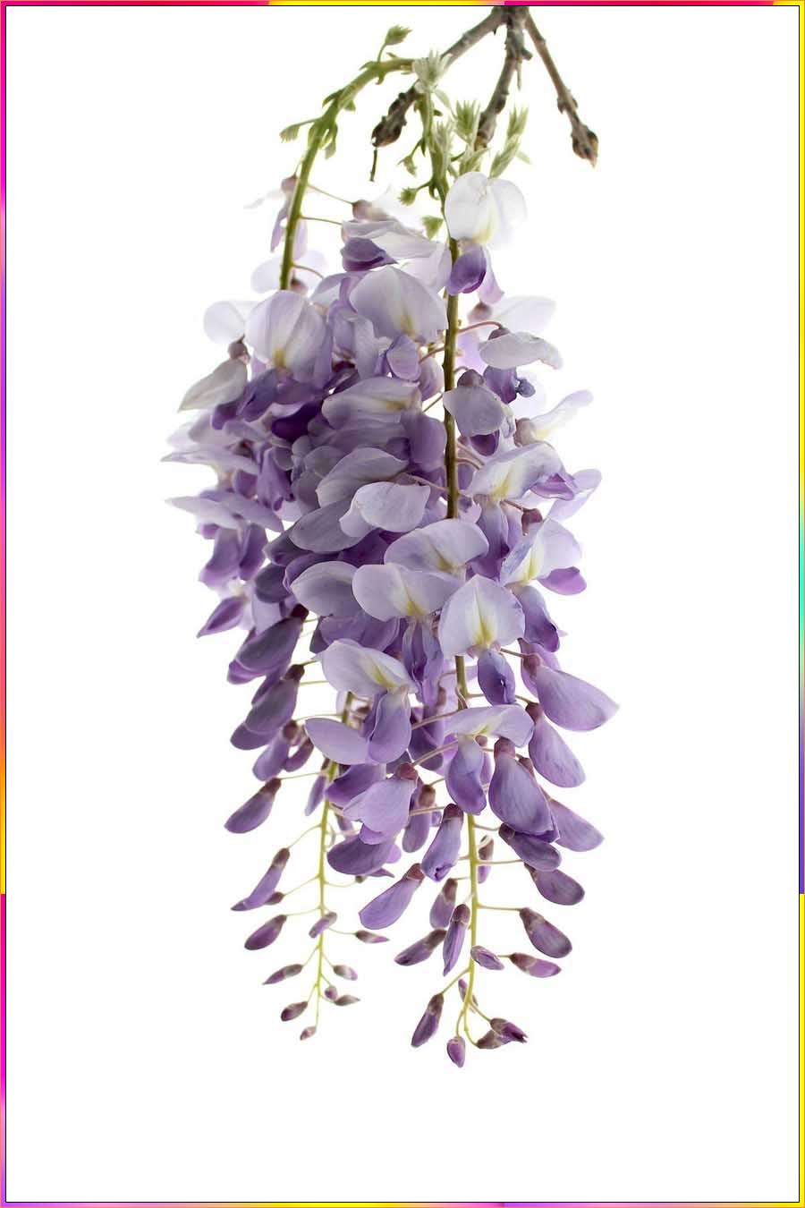 wisteria drawing images