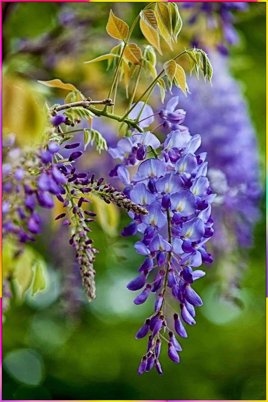 drawings of wisteria flowers